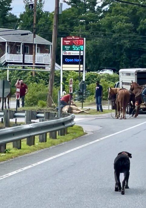 Cowboys in Pelham